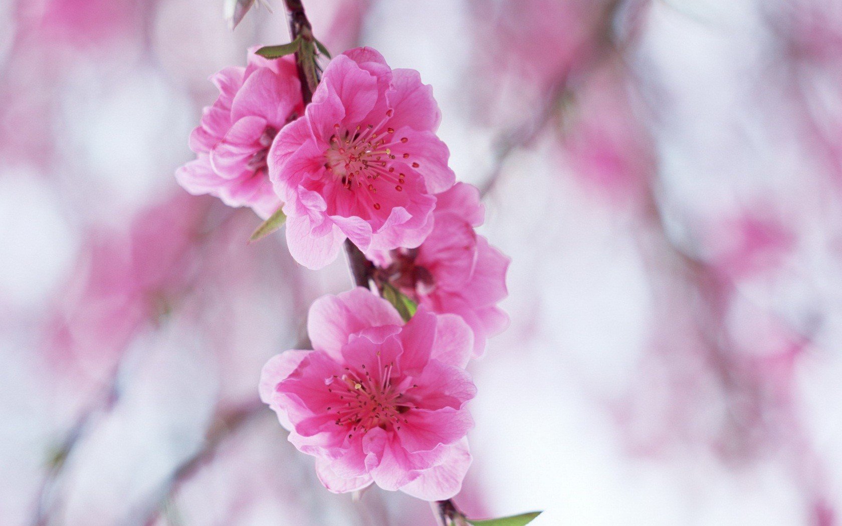 Nature Cherry Blossoms Wallpaper