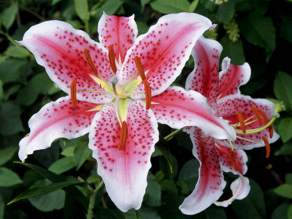 Beautiful Lily Flowers Flower Pixel Nature HD Wallpaper