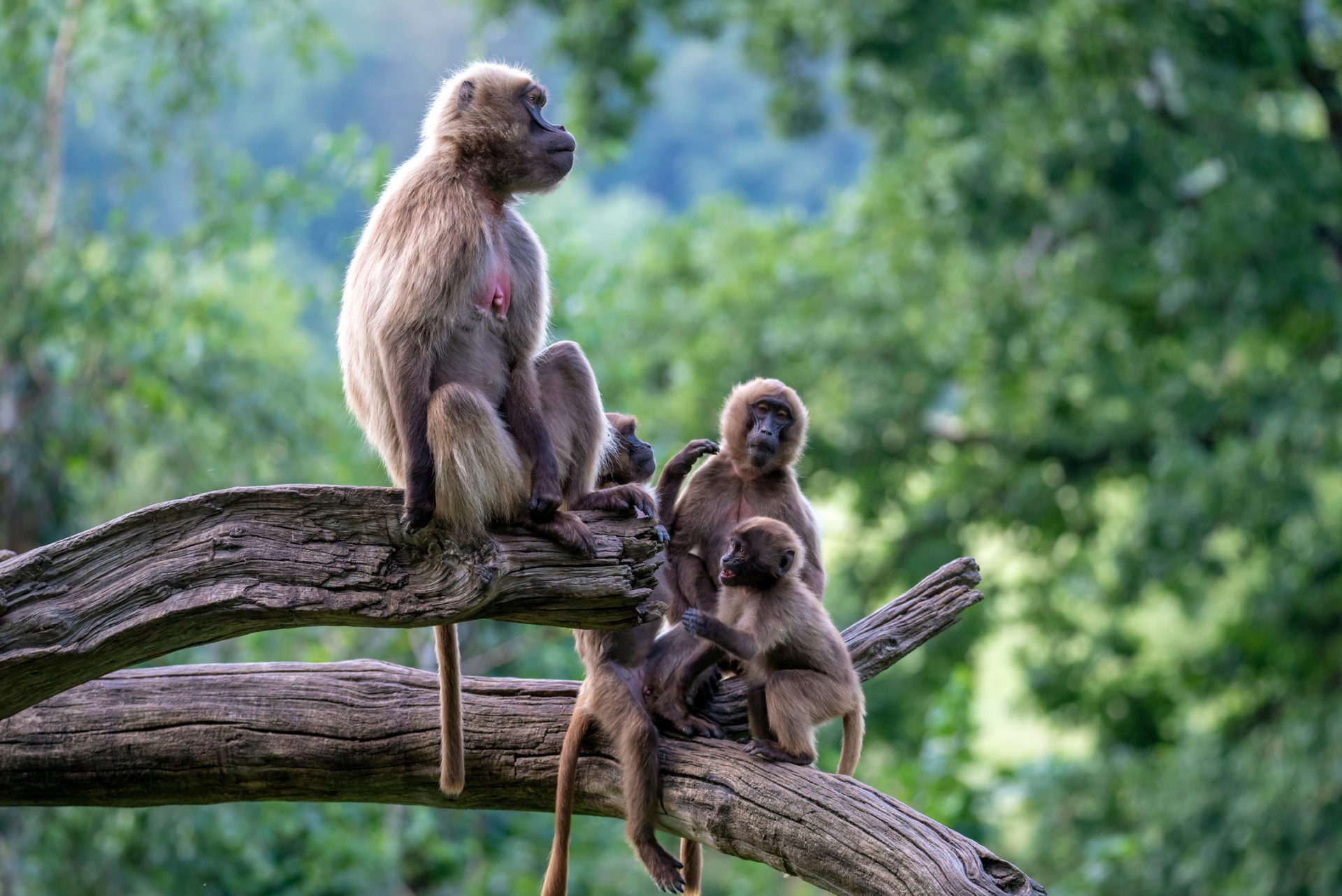 A family of baboons gathers on a tree branch in their natural habitat, showcasing their social bonds and the beauty of these primates