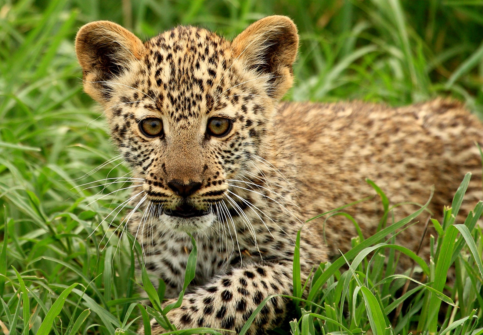 Curious Baby Leopard Wallpaper
