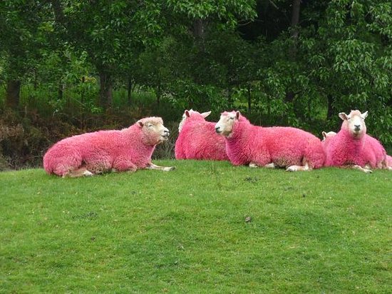 Pink Sheep At Sheepworld Warkworth Nz Picture Of