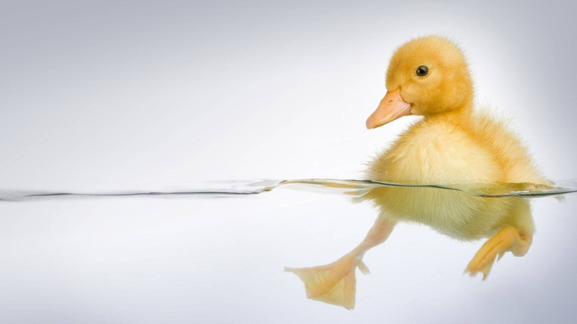 Top Baby Duck Wallpaper Full HD 4k To Use