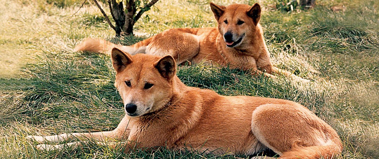 Dingo Image Dingoes HD Wallpaper And Background Photos