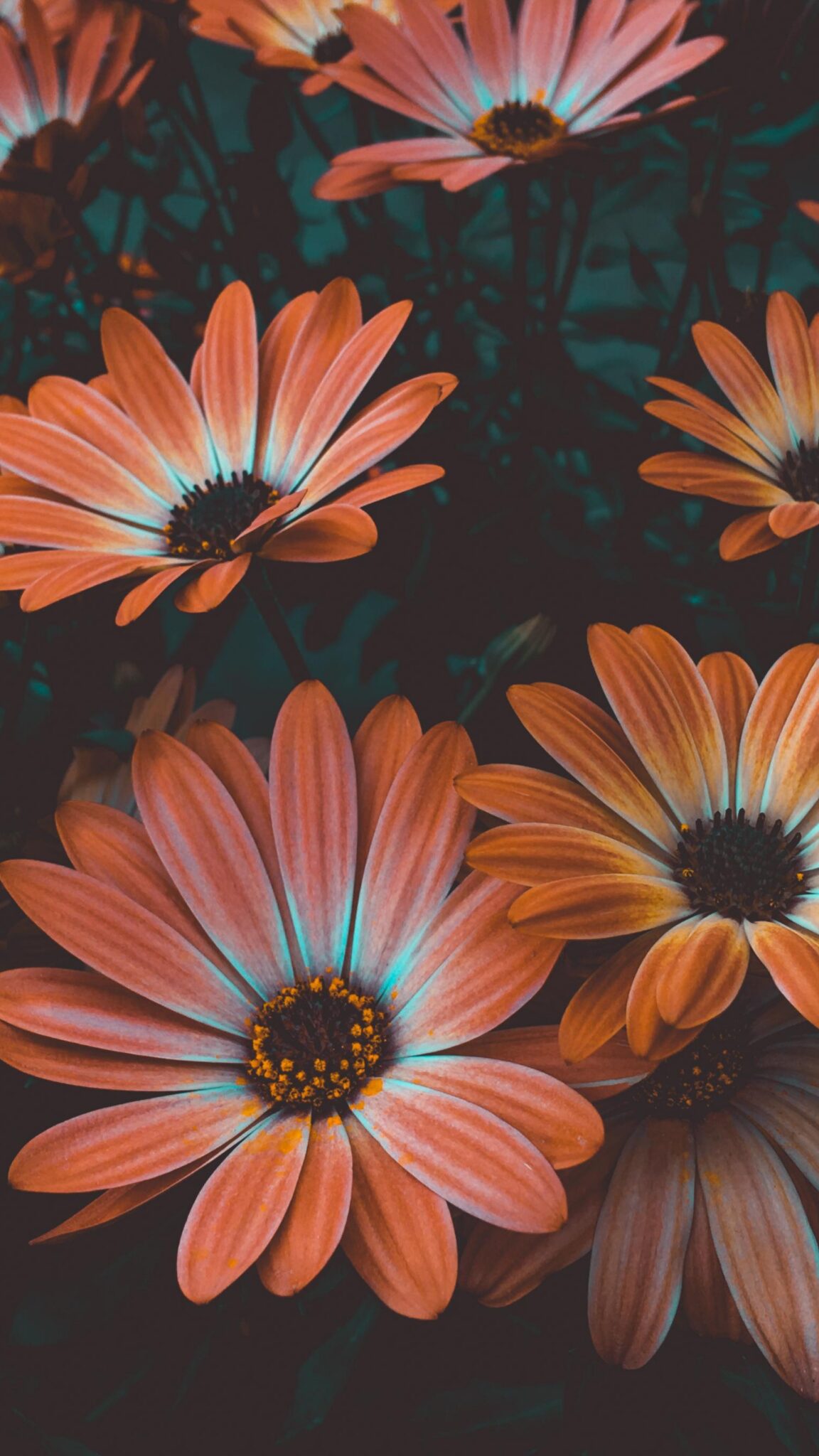 Beautiful Flower Wallpaper Wallpaper Download Full HD