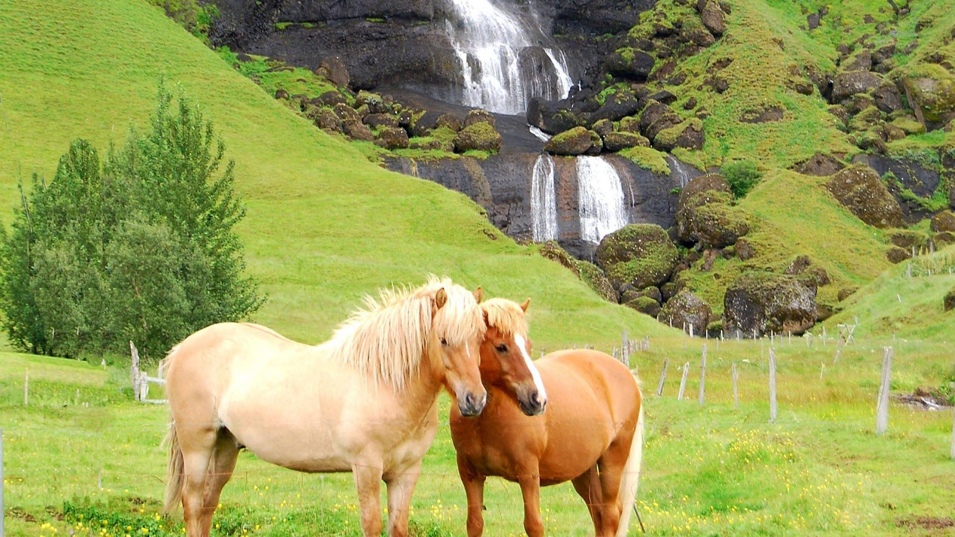Beautiful Horses Near Waterfall Animal Wallpaper Full HD