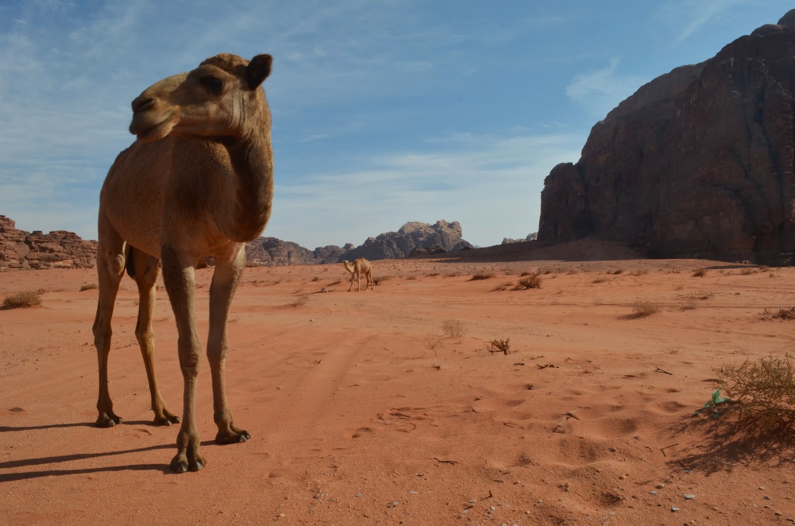 Camel Animal HD Wallpaper Desktop