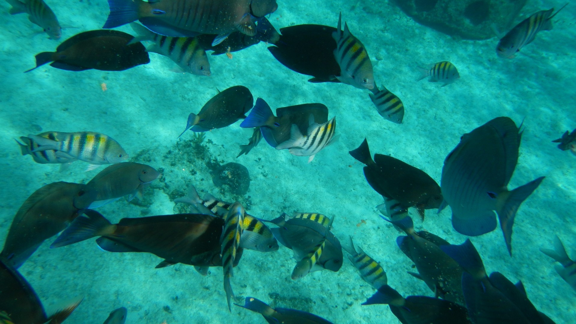 Oceans Underwater Cozumel Fish Reef High Resolution Desktop