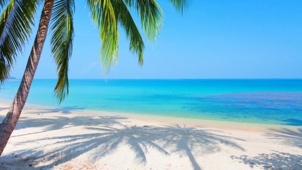 Scenery Sea Palm Trees Reflected Beach Desktop Wallpaper Majestic