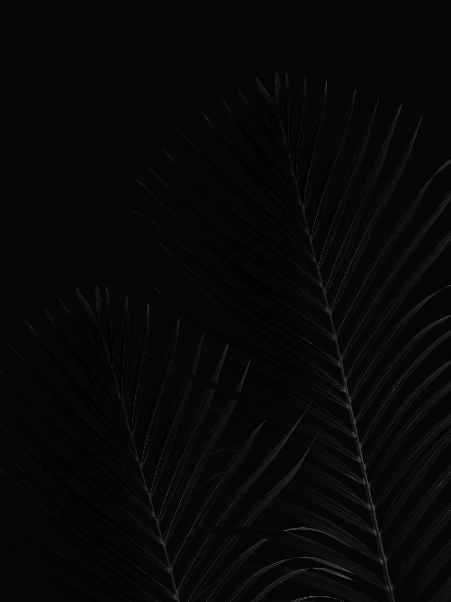 Palm Leaves Black Aesthetic iPhone Wallpaper