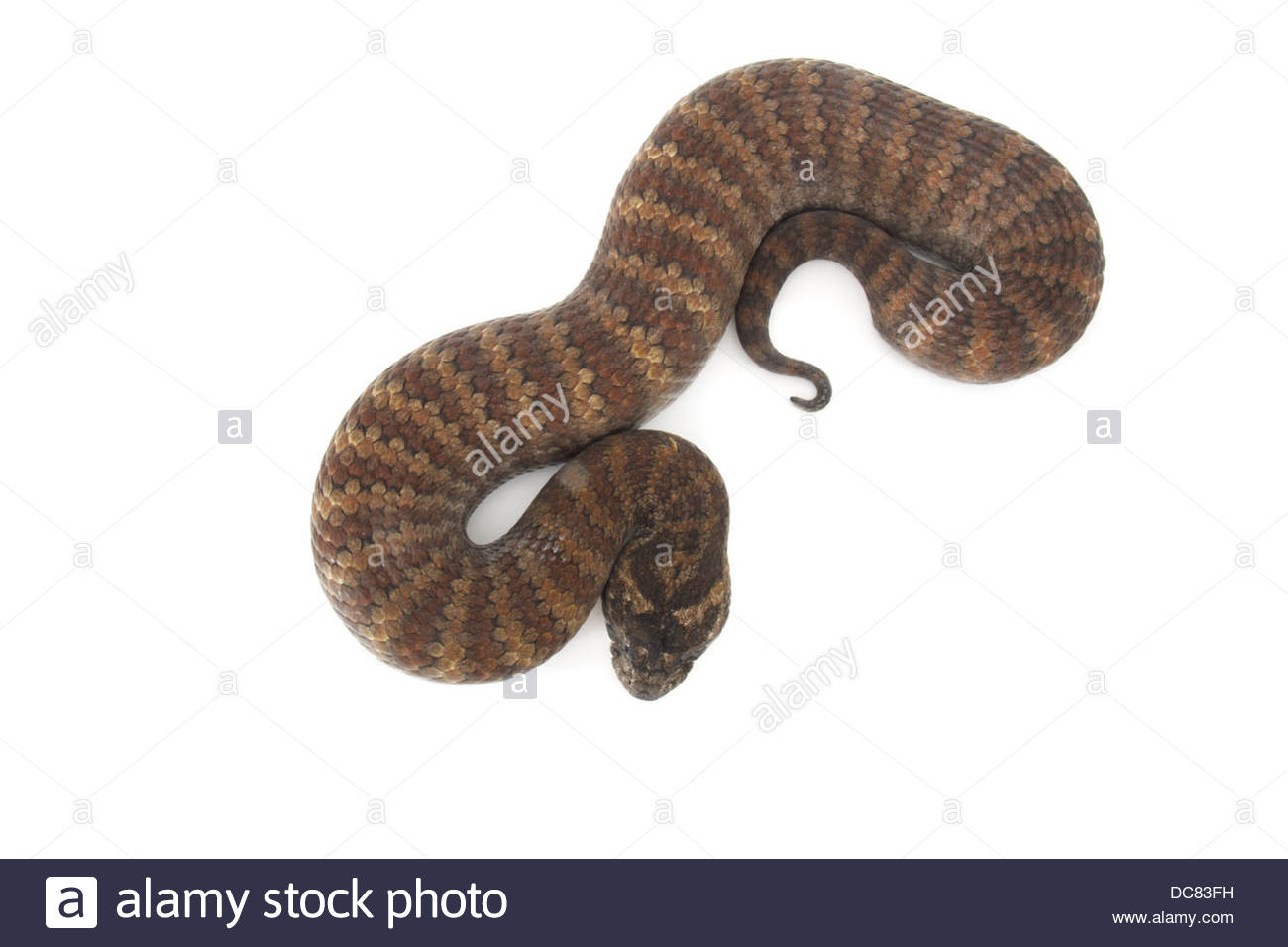 Death Adder Photographed On A White Background Digitally Adjusted
