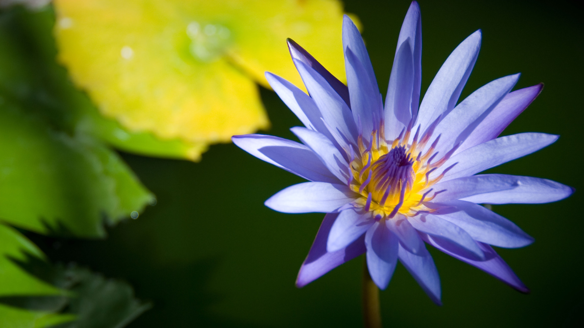 Blue Lotus Flower Splendid Wallpaper HD Imgstocks