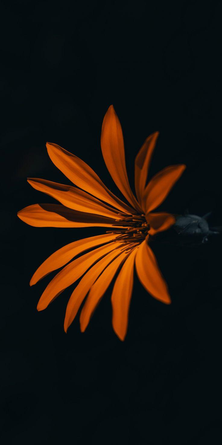 Flower orange dark 1080x2160 wallpaper Wallpaper backgrounds
