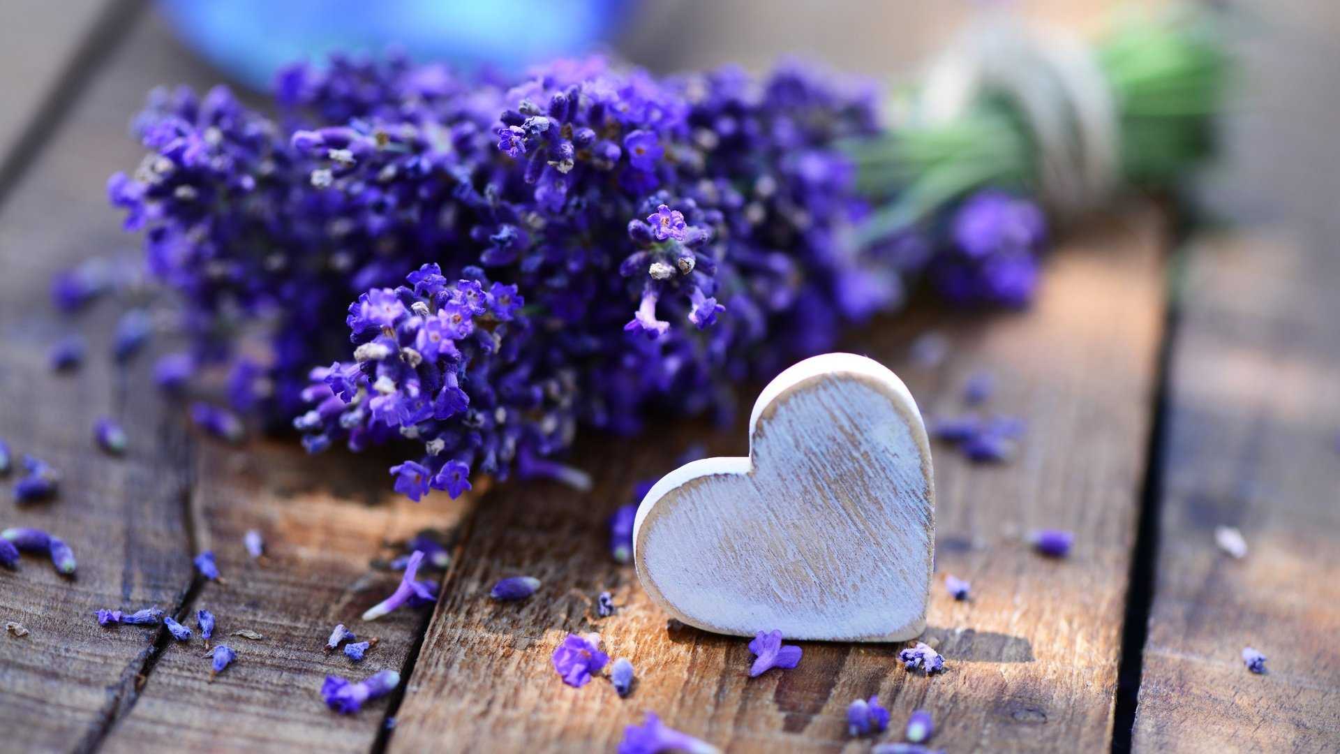 Lavender Desktop Wallpaper