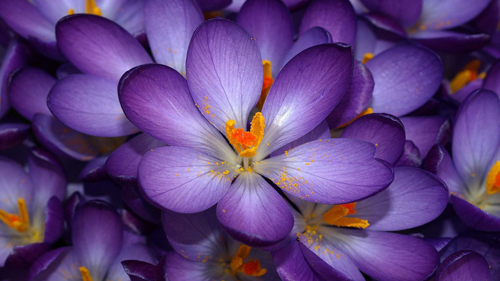 Purple Tropical Flowers Wallpaper Crocus Flower
