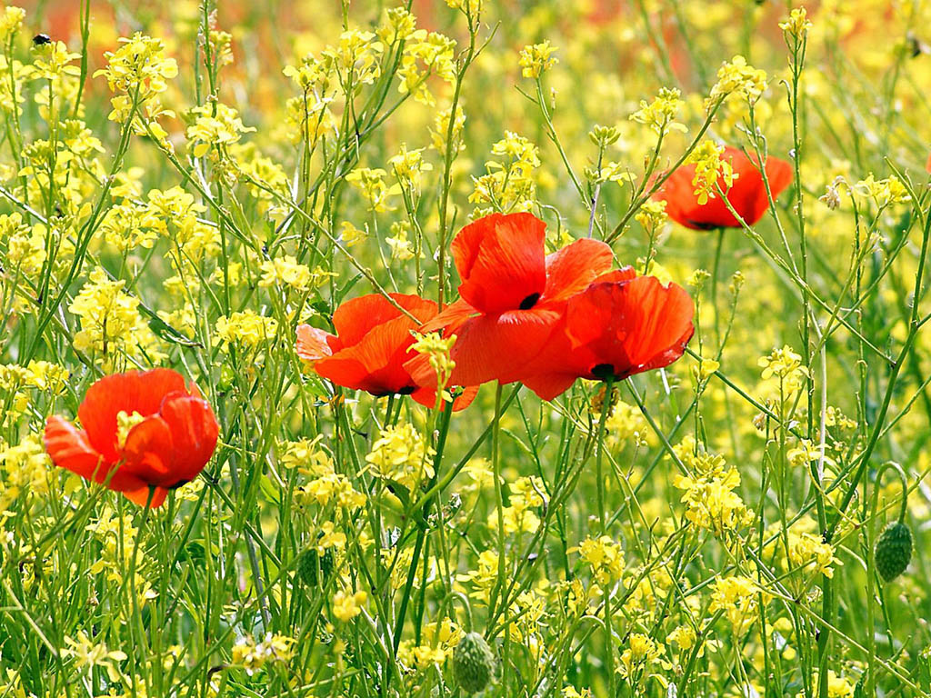 Poppy Flowers Desktop Wallpaper Amazing Picture Collection