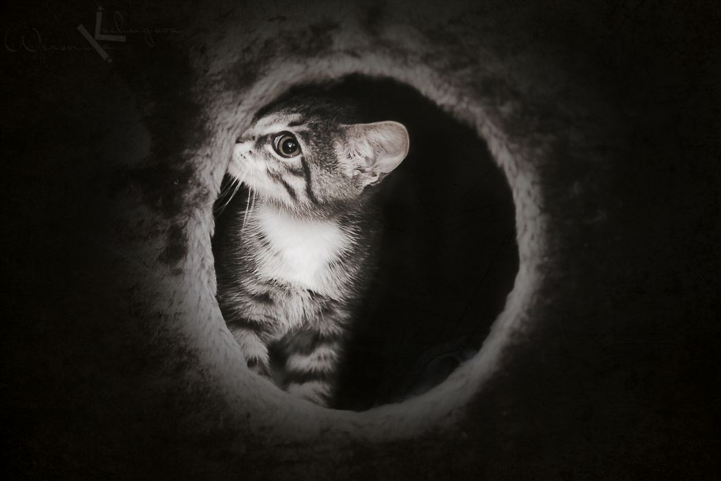 Cute Dark Kitten Cat Mysterious Wallpaper