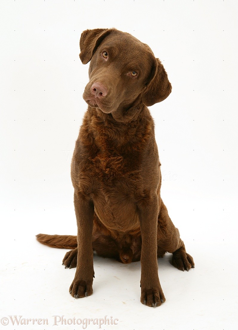 Chesapeake Bay Retrievers Dogs Ruger Dog Breeds Picture