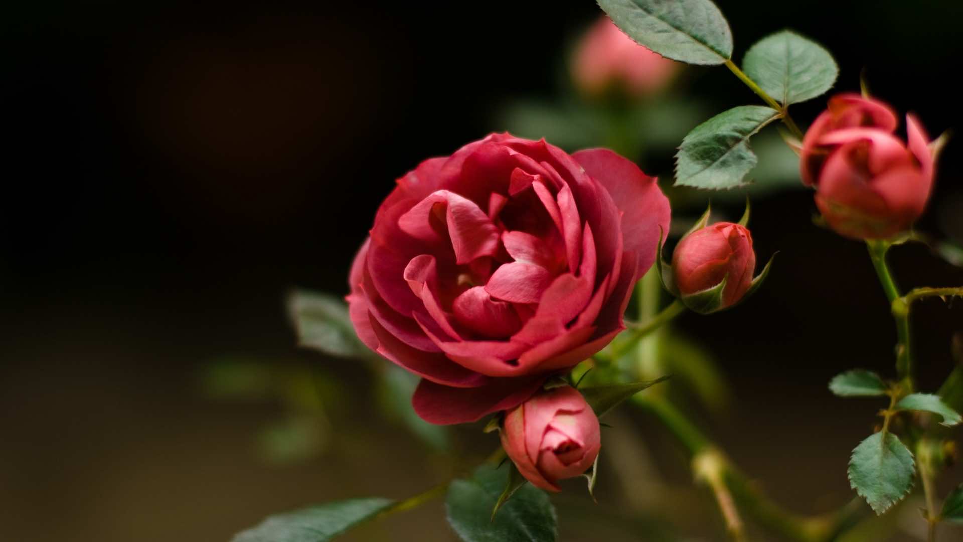Rose Wallpaper For HD