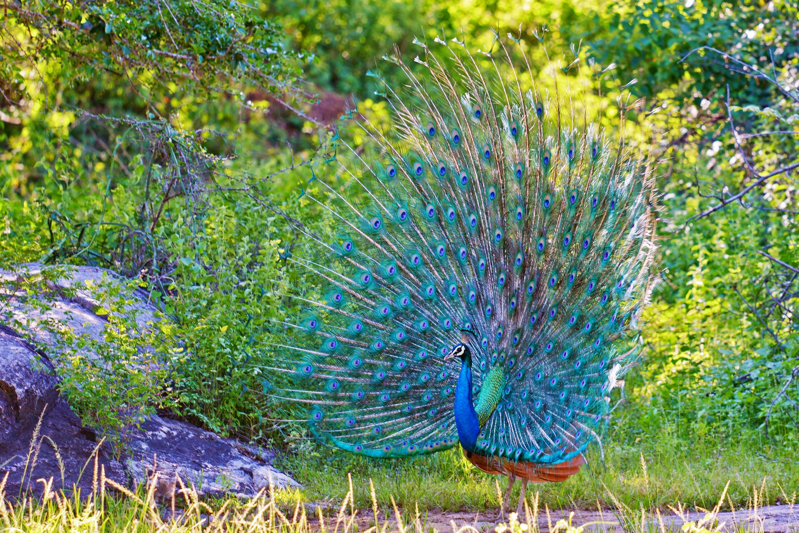 Peacock Tail Feathers Bird Wallpaper