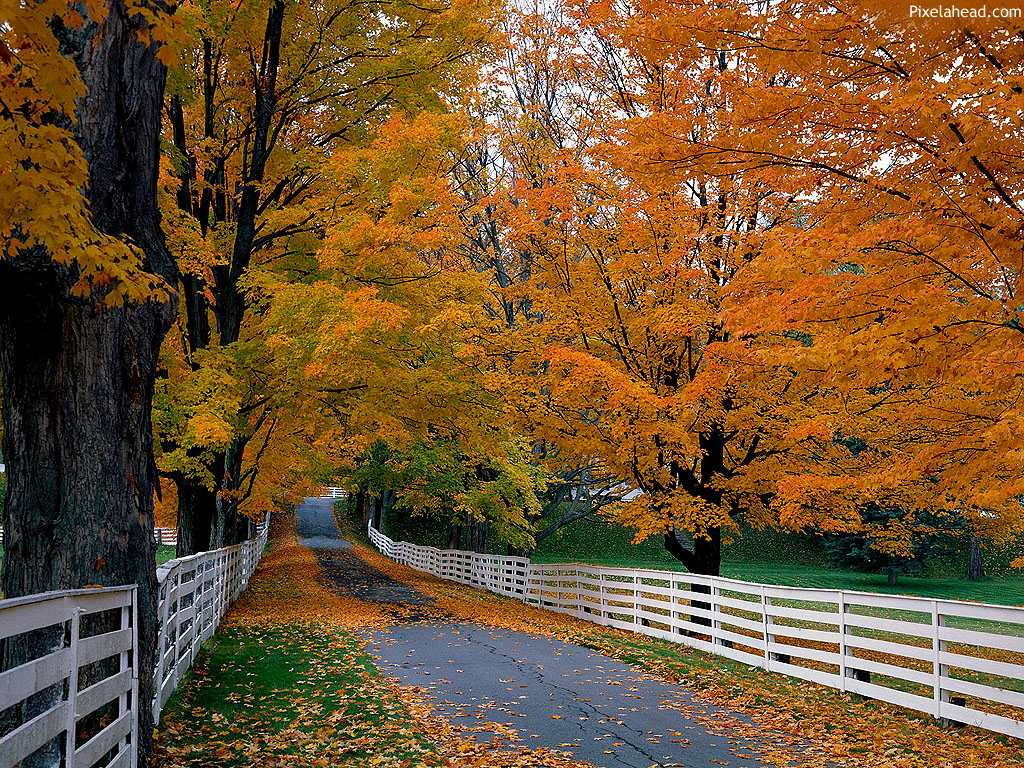 Fall Road Background Themes
