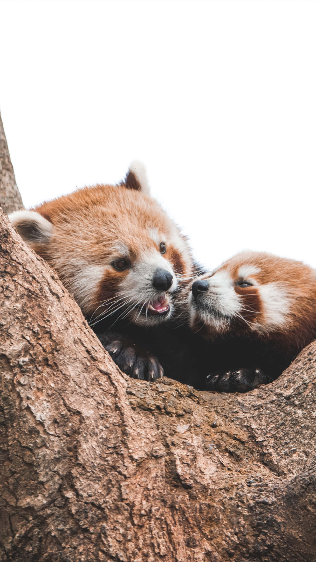 Cute Red Panda Wallpaper