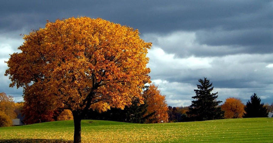 Full Screen HD Desktop Wallpaper S