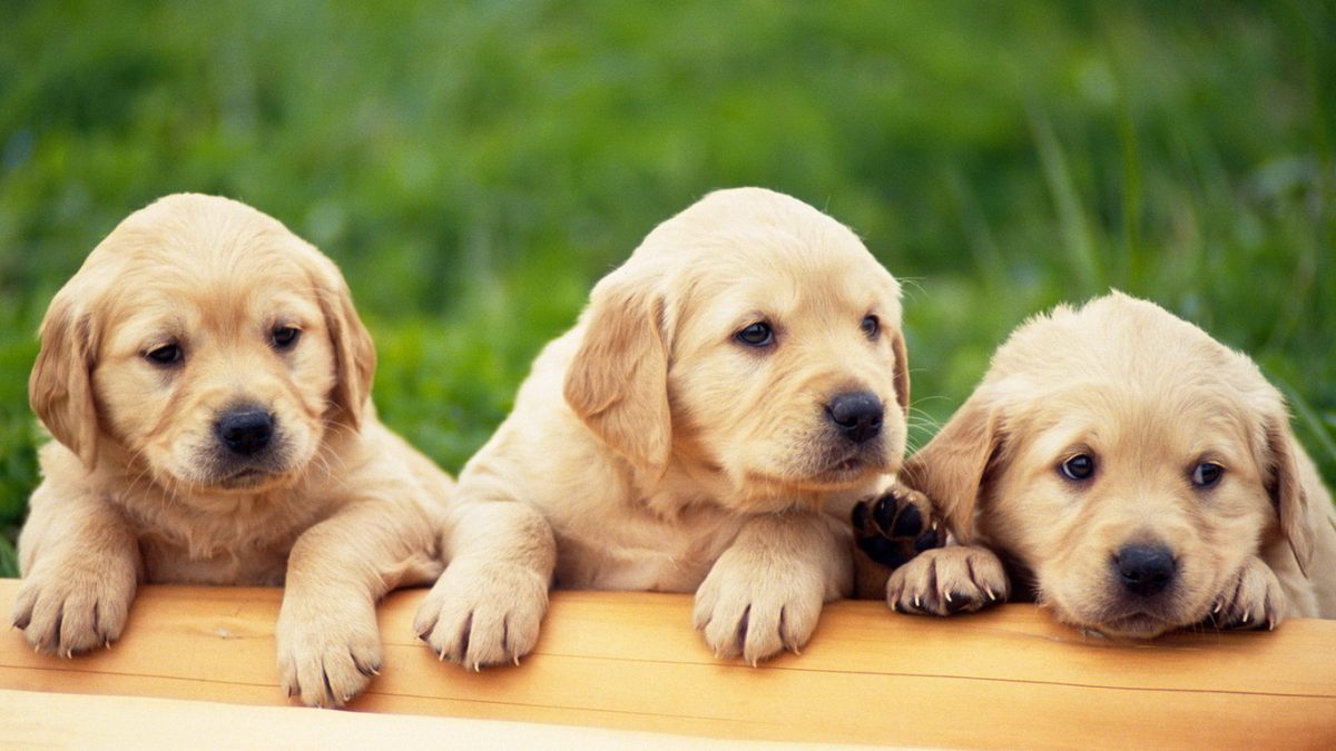 Cute Golden Retriever Puppies Wallpaper Sitting Together