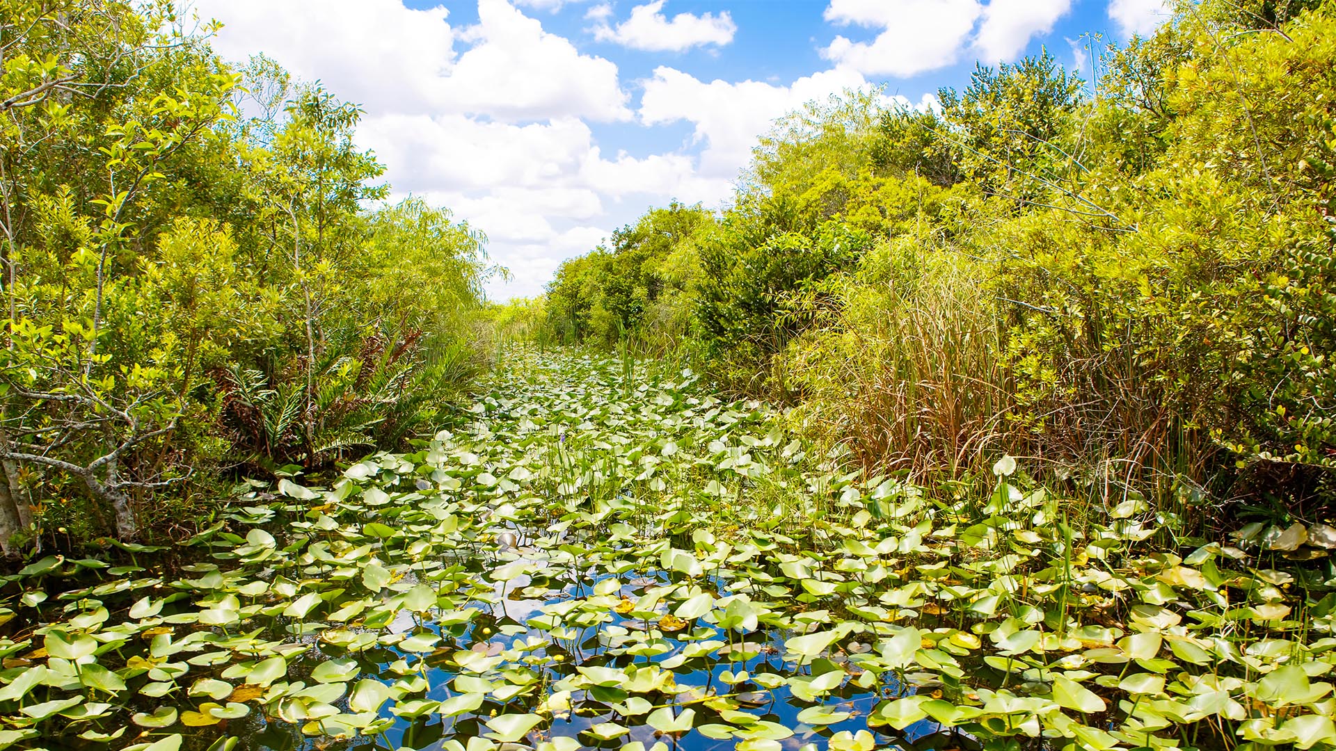 America S National Parks Everglades Park Florida