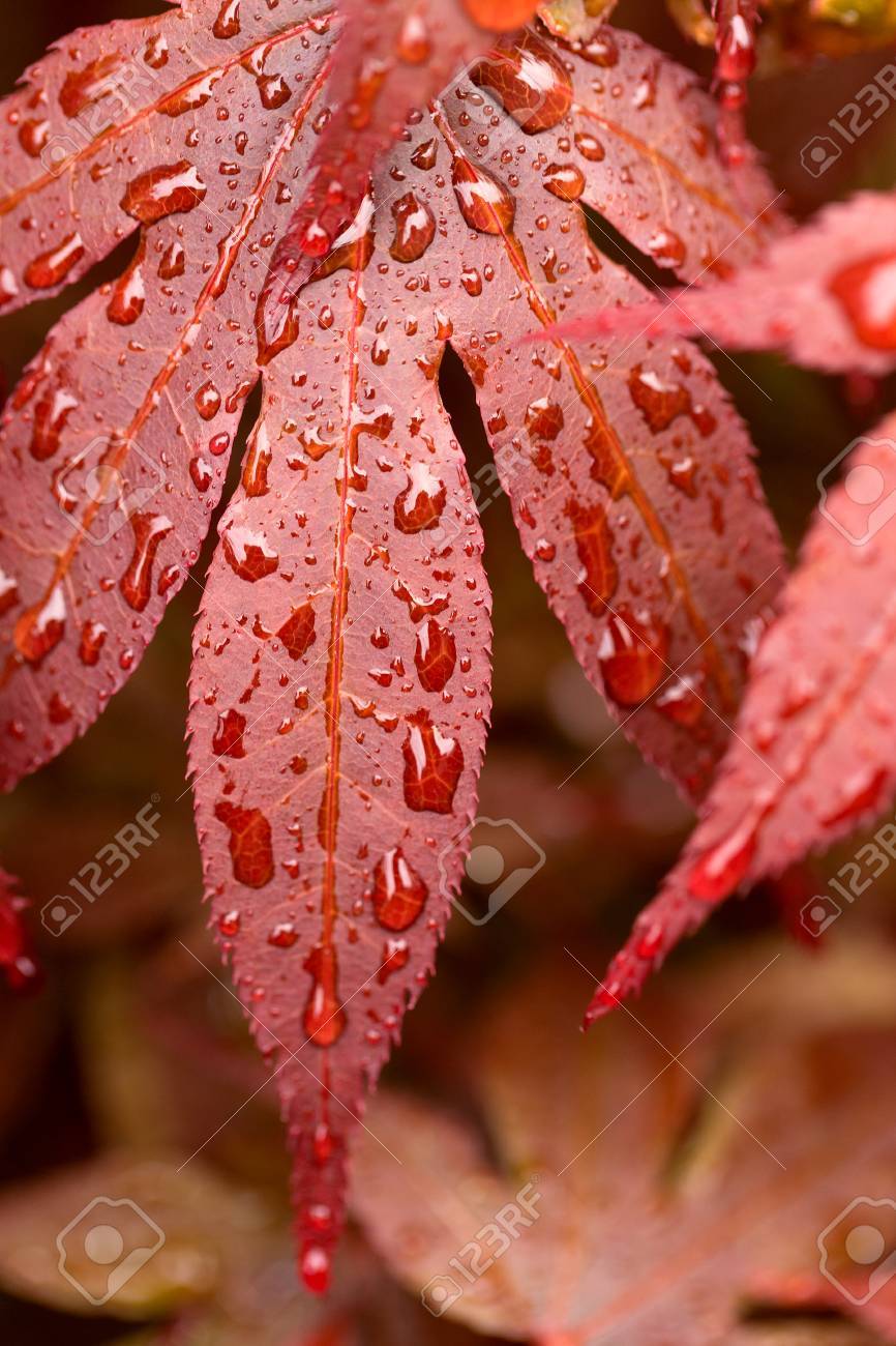 Macro Water Drops On Red Mapple Leaf For Natural Background