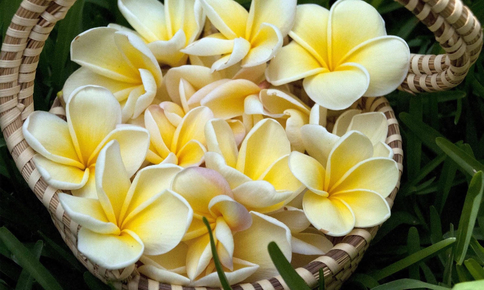 Plumeria Frangipani HD Wallpaper High Definition