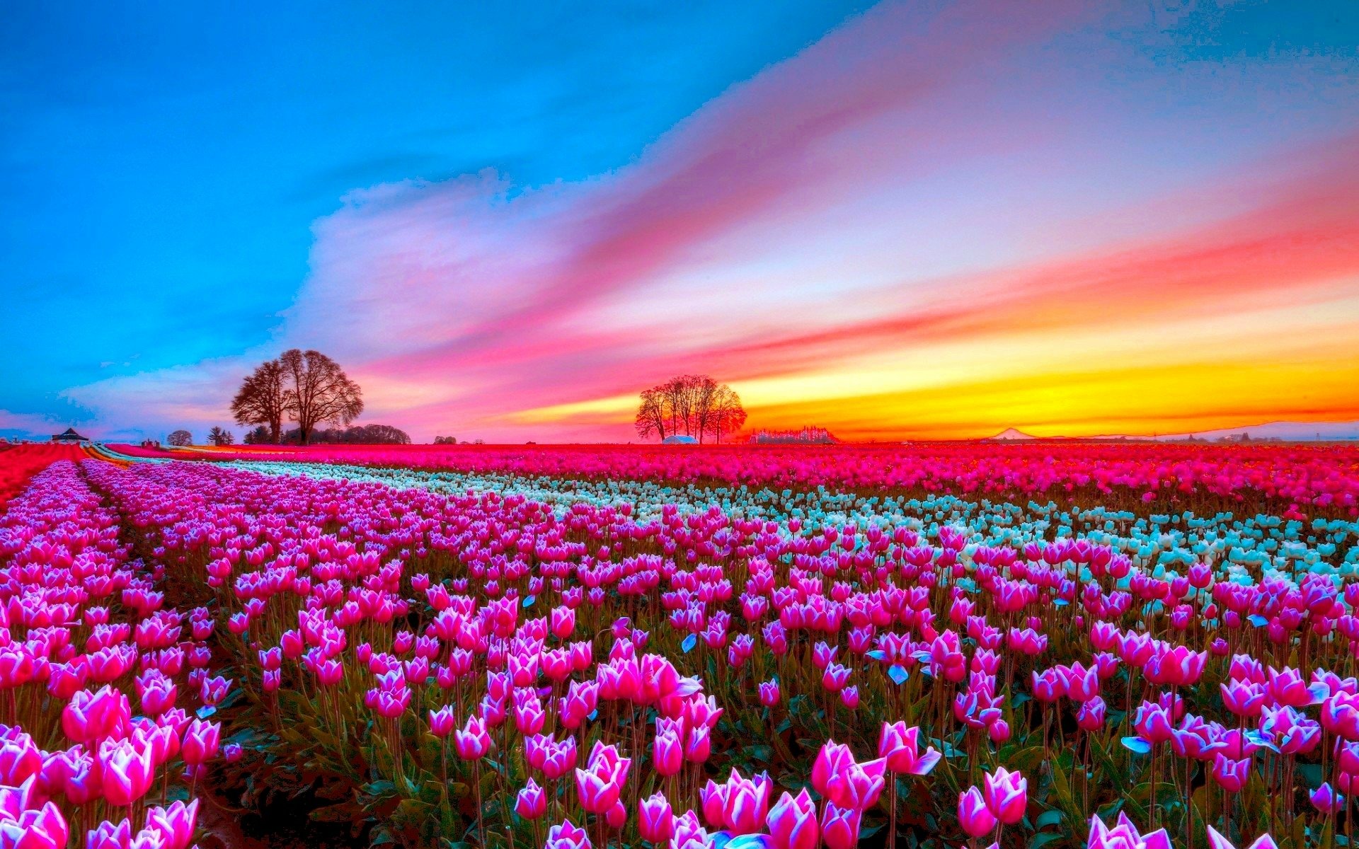 Pink Flower Sunset Sky Field Nature Tulip HD Wallpaper