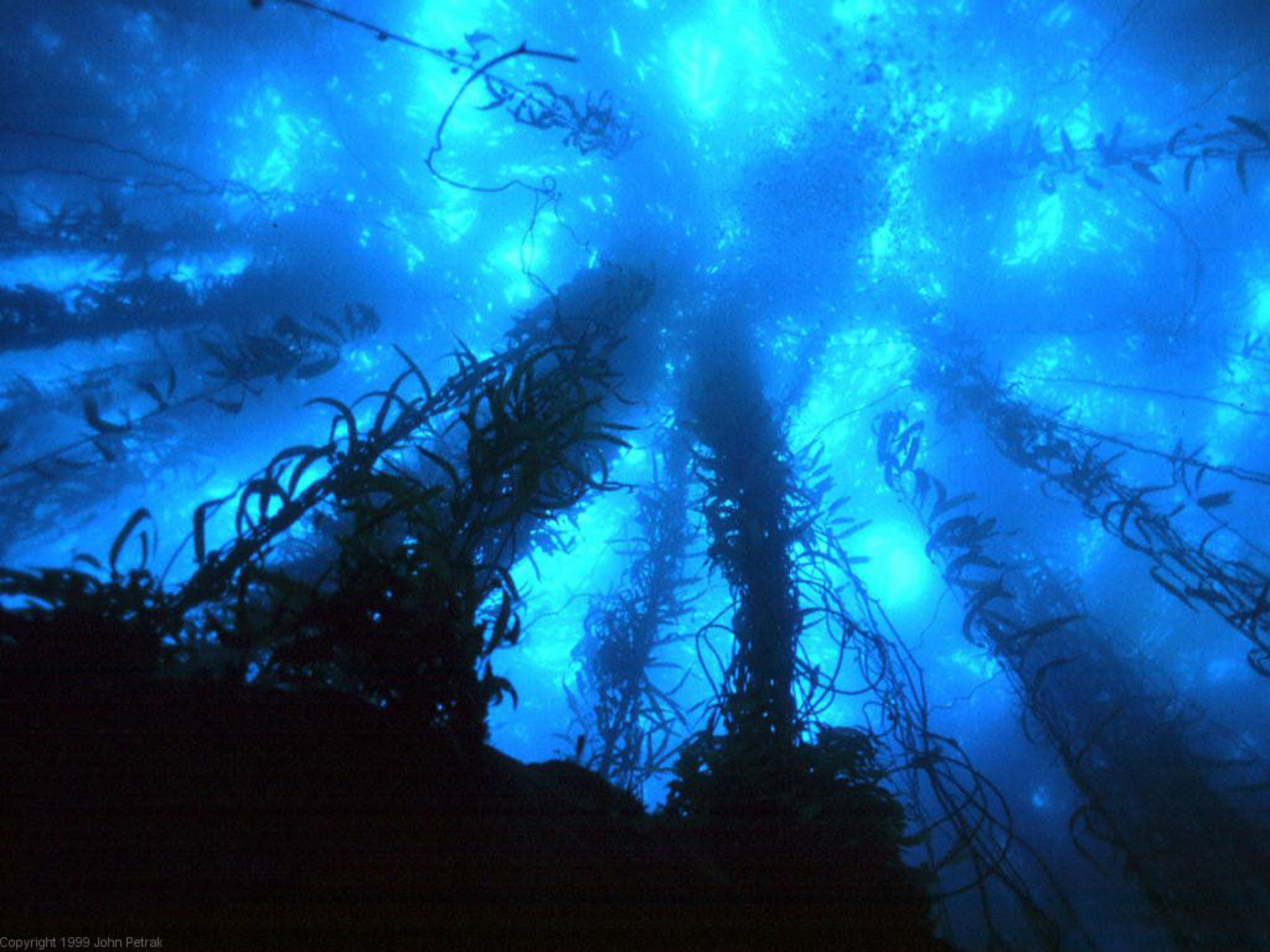 Deep Sea Wallpaper