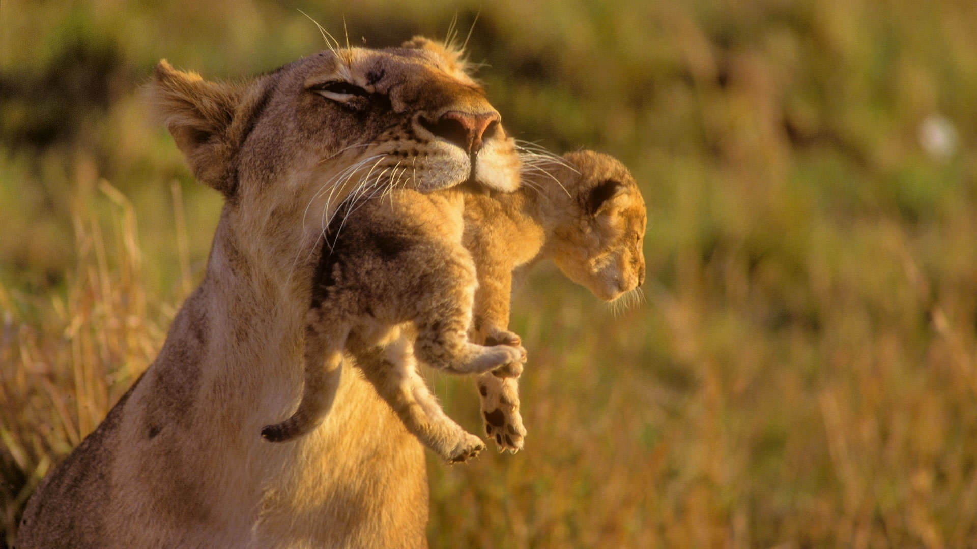 Wallpaper Lion Animal Baby Amazing Mother