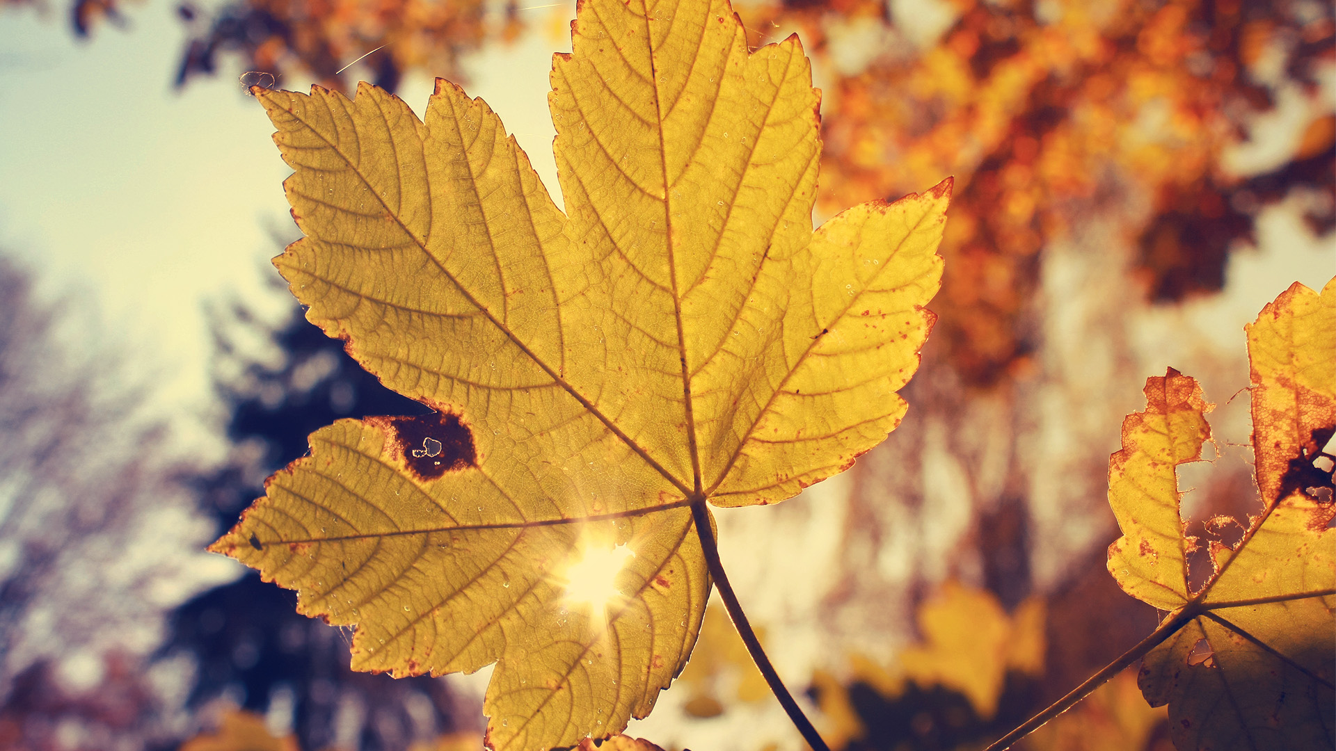Leaves Yellow Autumn Wallpaper Background Image Art