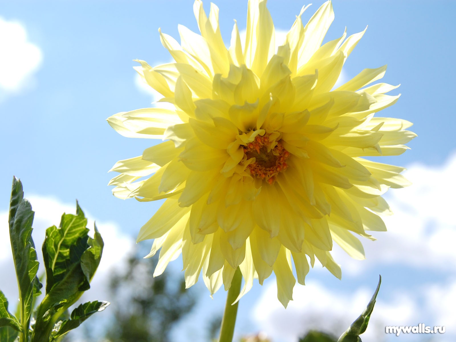 Dahlia Pictures And Wallpaper On Your Desktop For