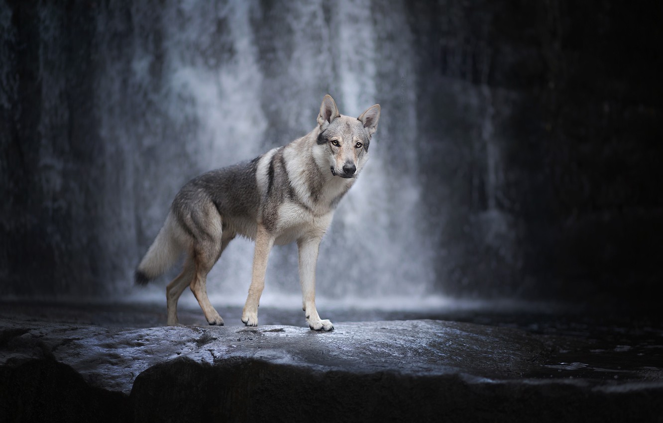 Wallpaper Waterfall Dog Czechoslovakian Wolfdog The