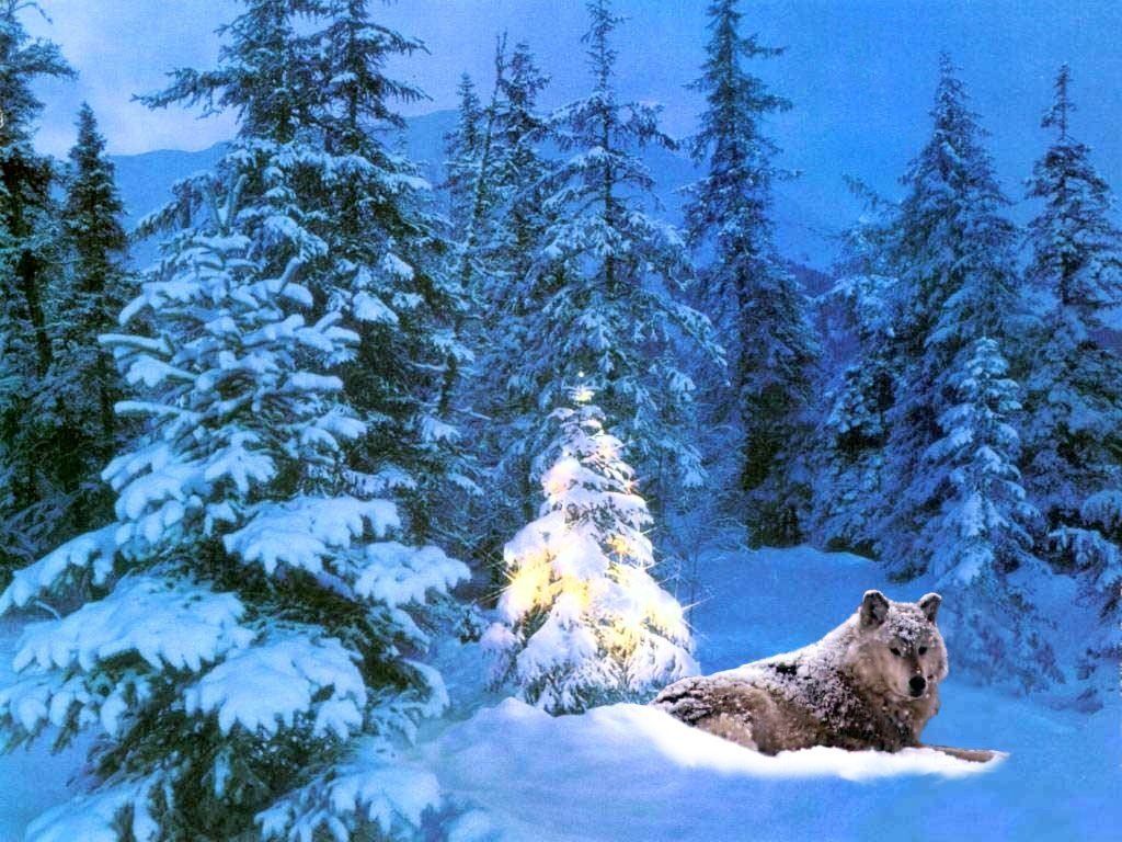 Christmas Animals Wallpaper Wolf