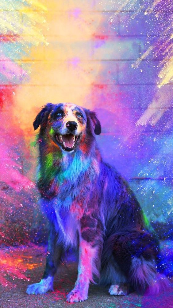 Free download Rainbow Dogs 564x1002 for your Desktop Mobile  Tablet   Explore 23 Cute Rainbow Animal Wallpapers  Cute Animal Wallpapers Cute  Animal Backgrounds Cute Animal Wallpaper