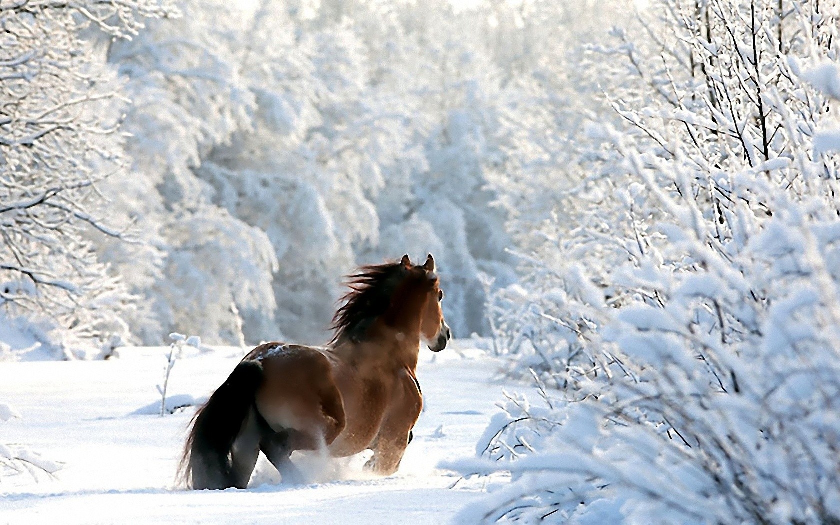 Nature Winter Snow Horses Wallpaper