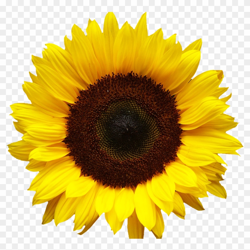 Png Sunflowers Image Background Sunflower
