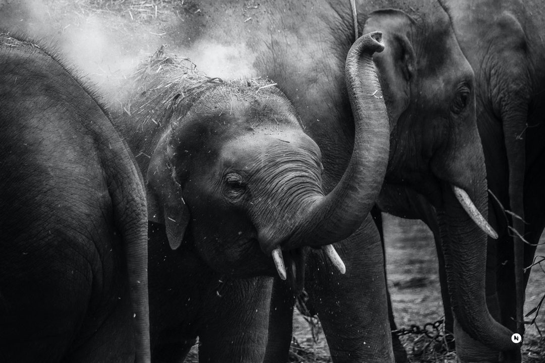Celebrating Biodiversity Science