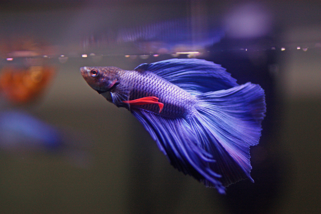 Betta Fish Photo And Wallpaper Cute Pictures
