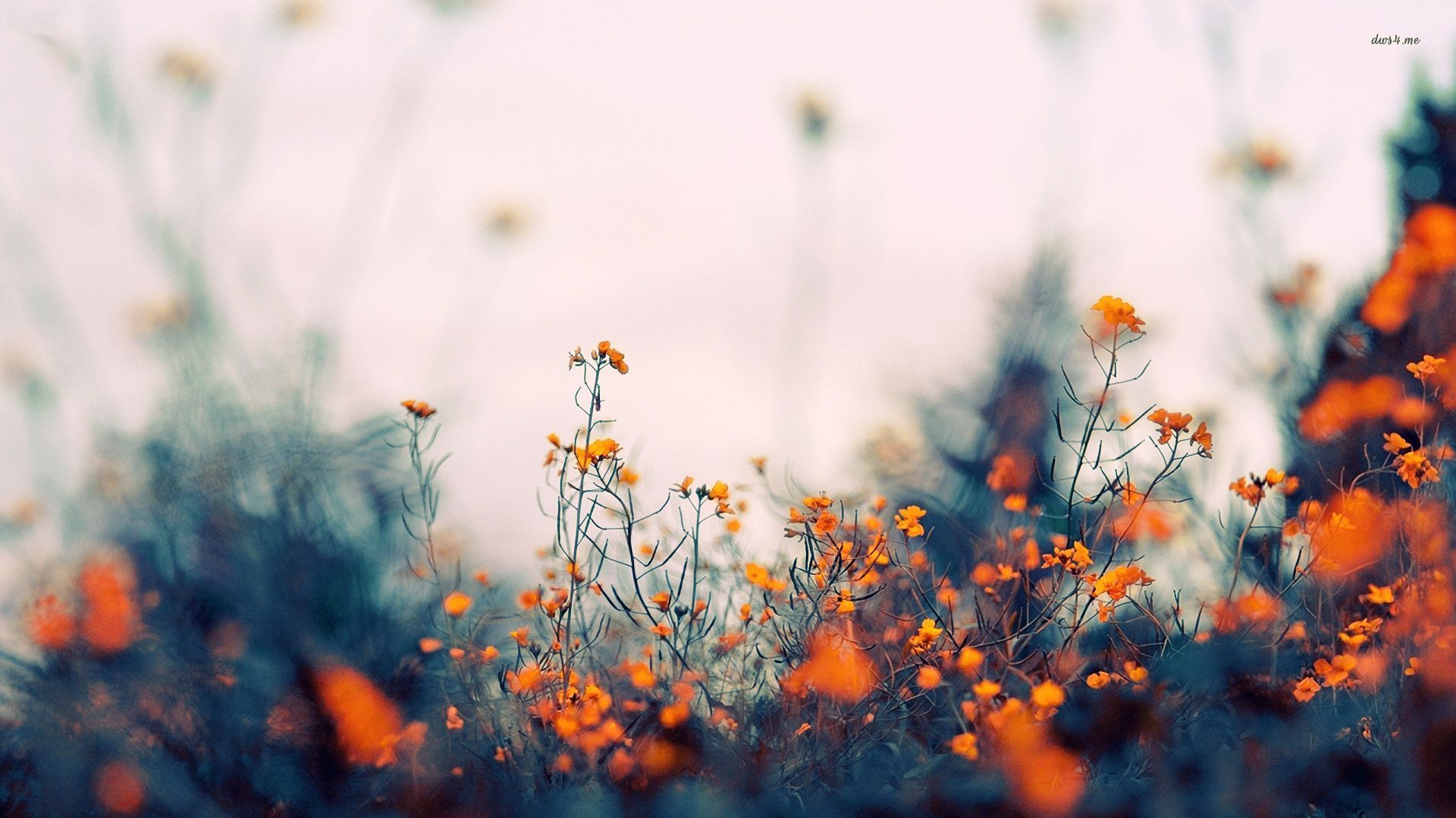 Aesthetic Flower Computer Wallpaper