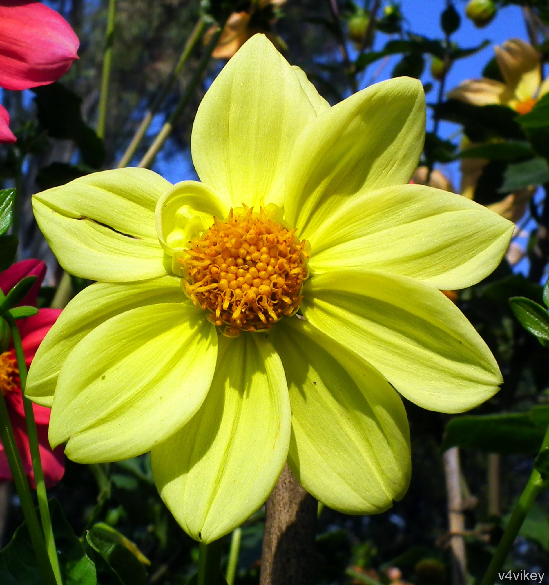 Wallpaper Of Yellow Dahlia Flower Tadka