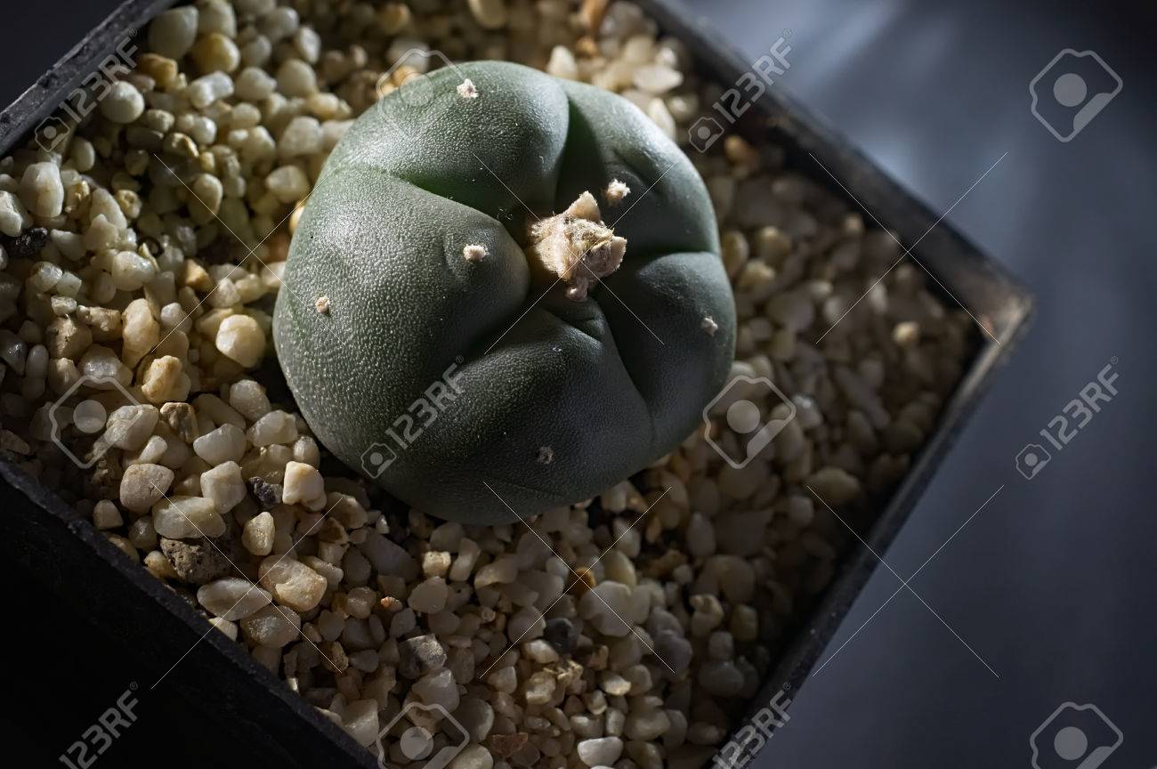 Peyote Cactus Plant Closeup In Small Plastic Pot On Gray