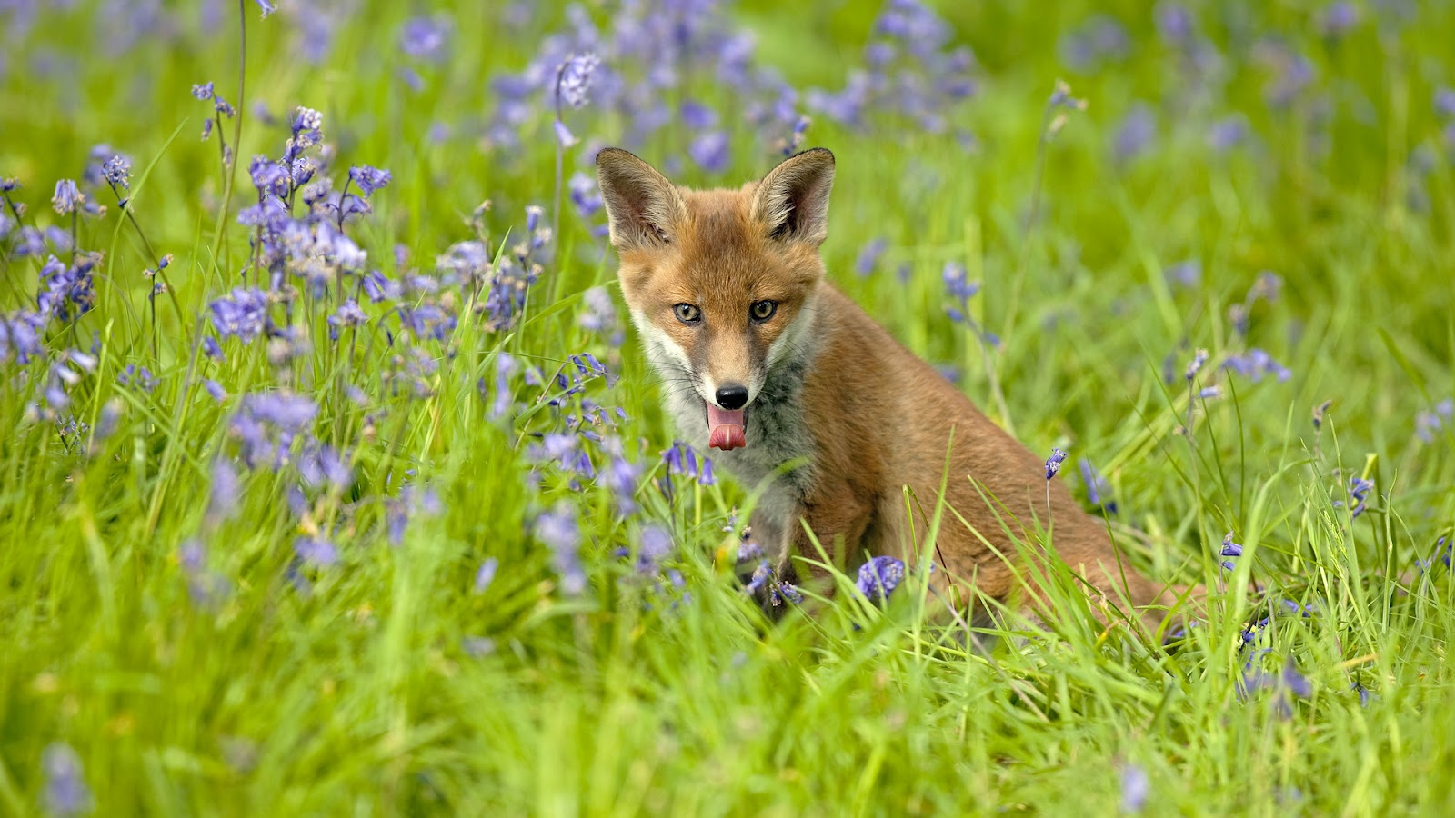 HD Animal Wallpaper Of A Red Fox In The High Grass
