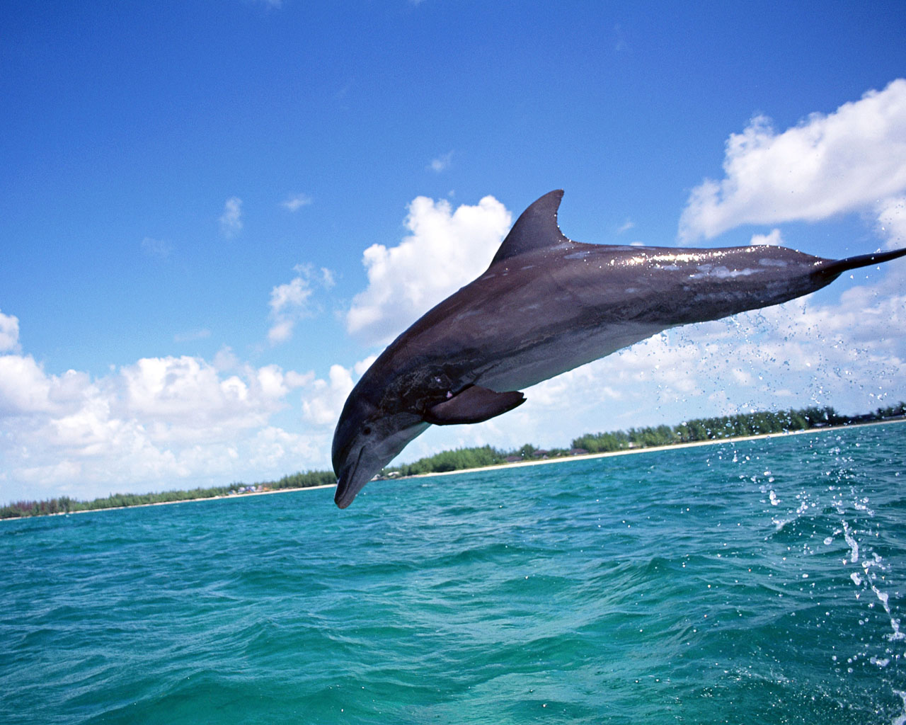 Dolphins Wallpaper High Definition Cool