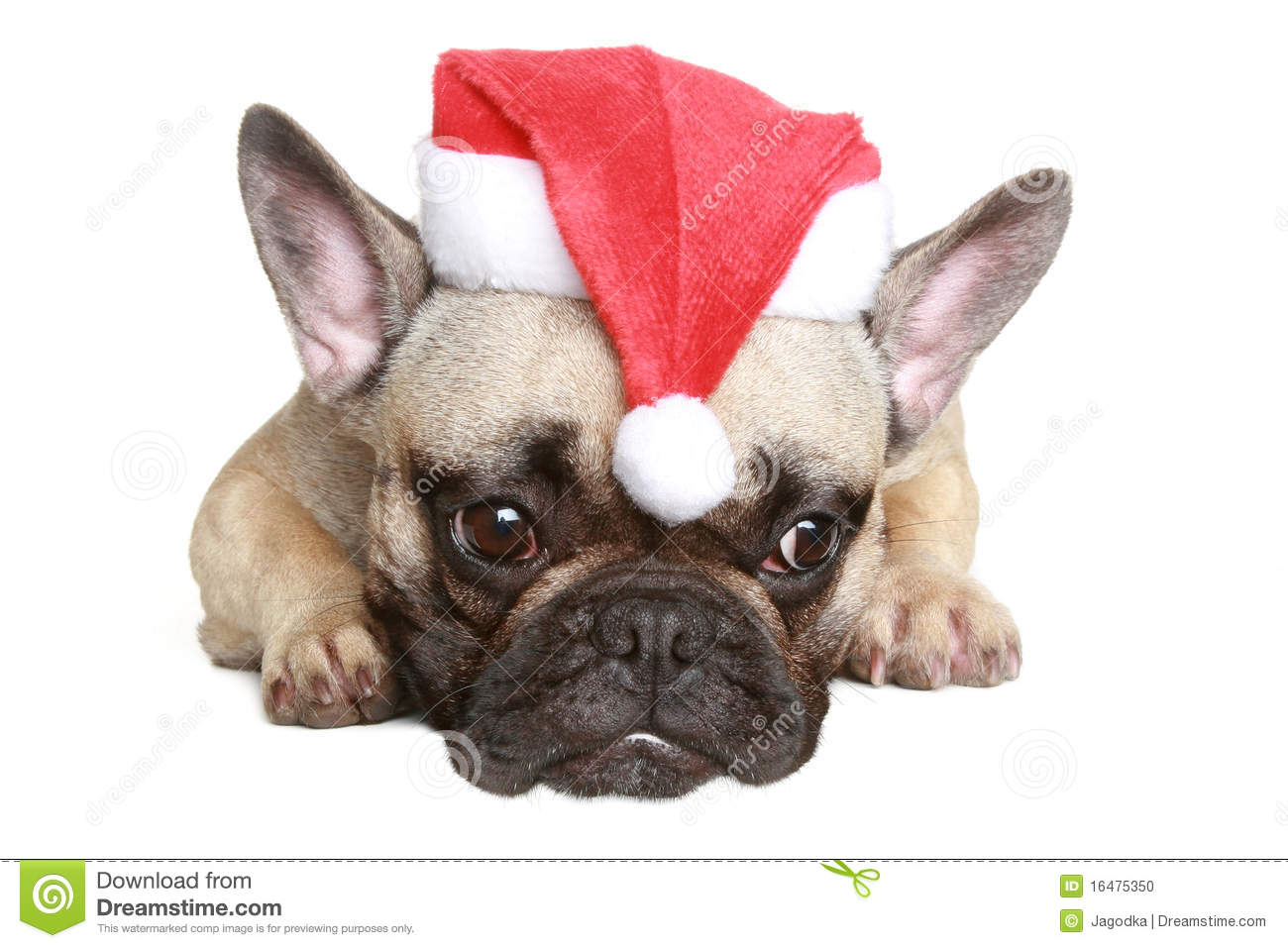 Christmas French Bulldogs Image Pictures Becuo