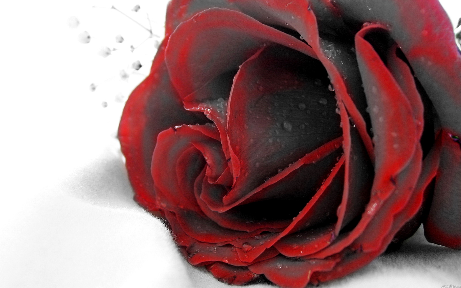Red And Black Rose Wallpaper Background