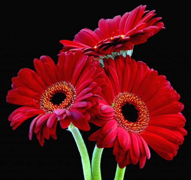 Flowers For Flower Lovers Red Daisy Desktop Wallpaper